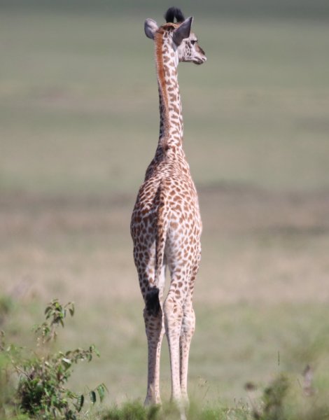 Masai Giraffen, Masai Mara