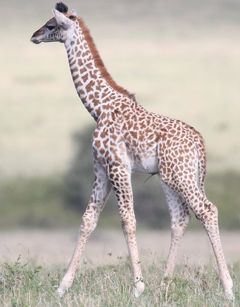 Masai Giraffen, Masai Mara