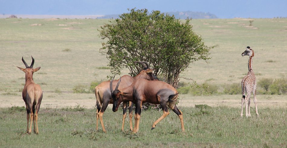 Masai Giraffen, Masai Mara
