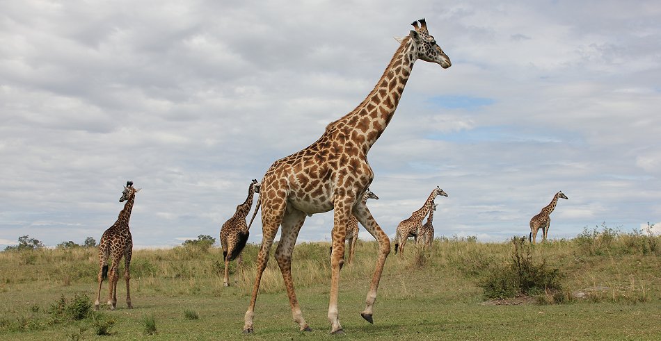 Masai Giraffen