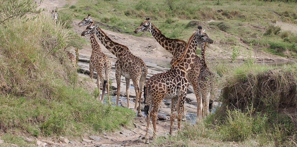 Masai Giraffen
