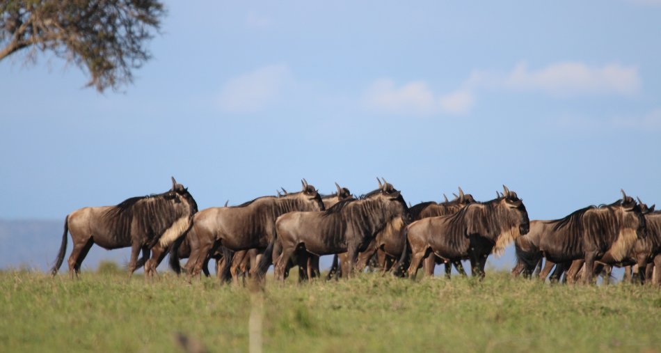 Gnus, Masai Mara