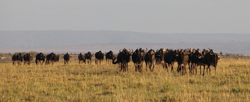 Gnus