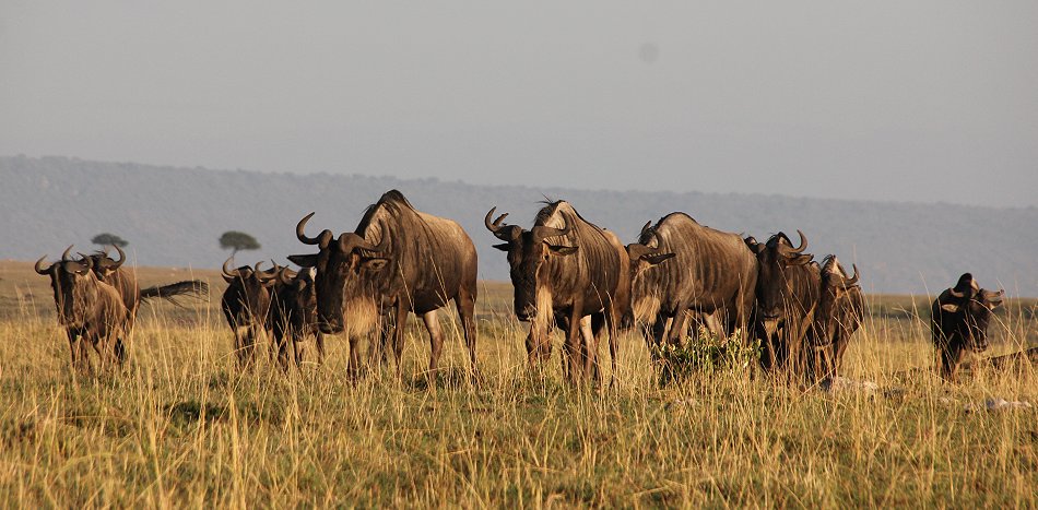 Gnus