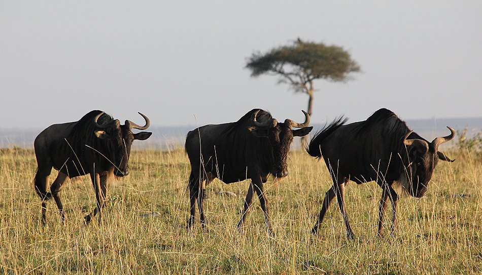 Gnus