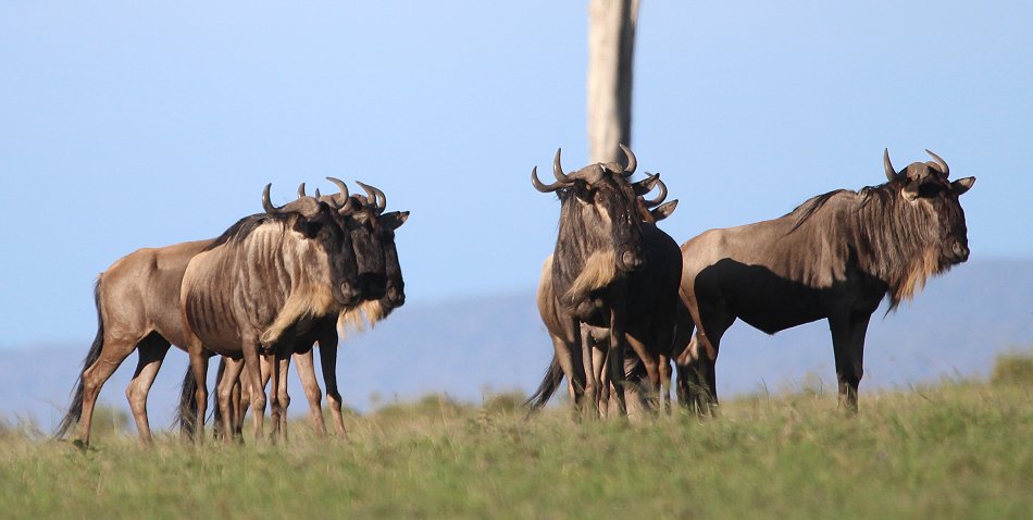 Gnus, Masai Mara