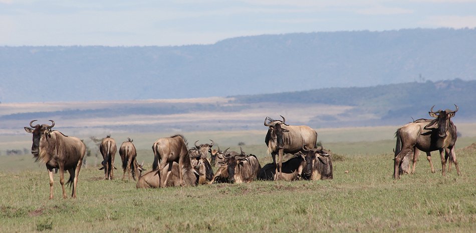 Gnus