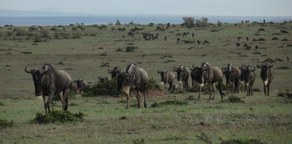 Gnus