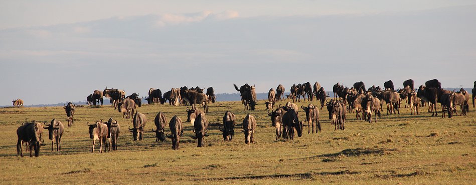 Gnus