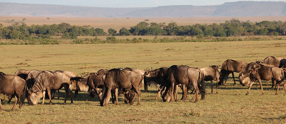 Gnus