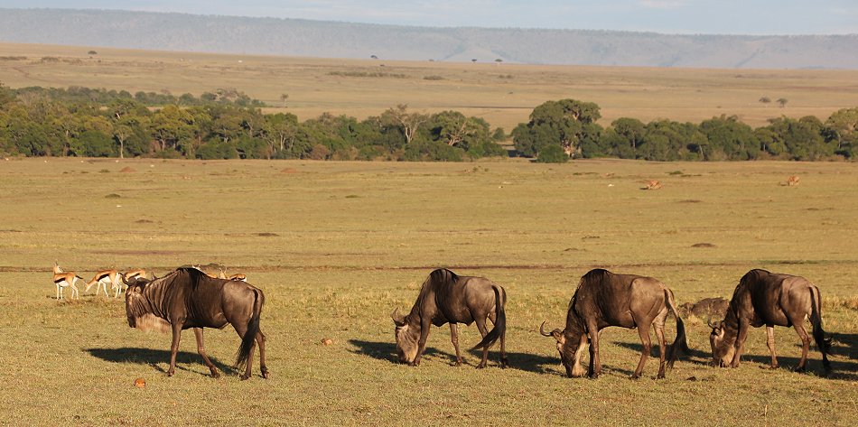 Gnus