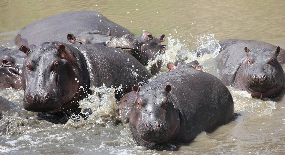 Flusspferde im Mara River