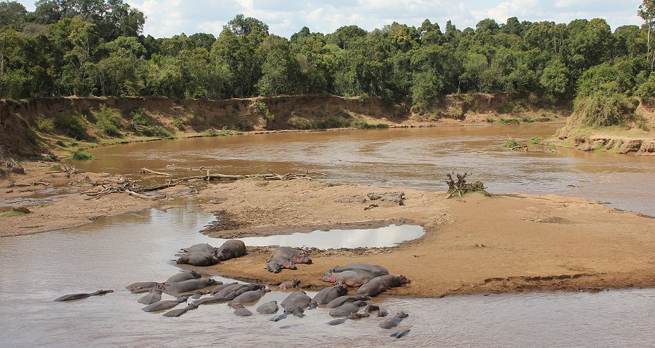 Mara River mit Flusspferden