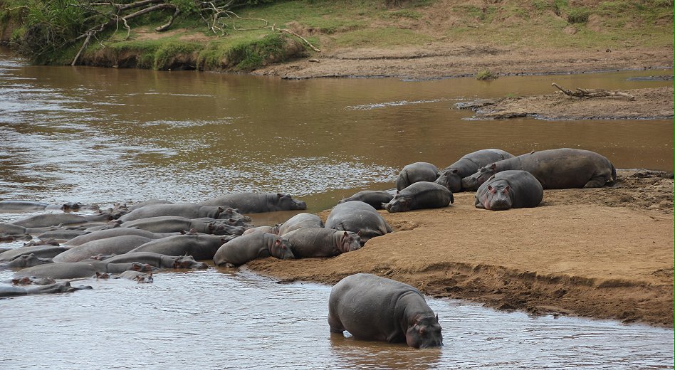Mara River mit Flusspferden