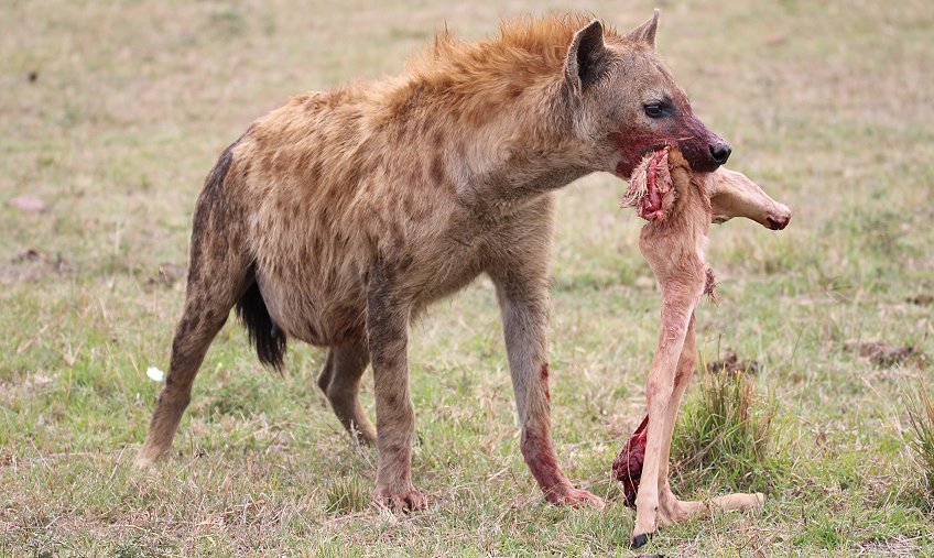 Tüpfelhyänen, Masai Mara