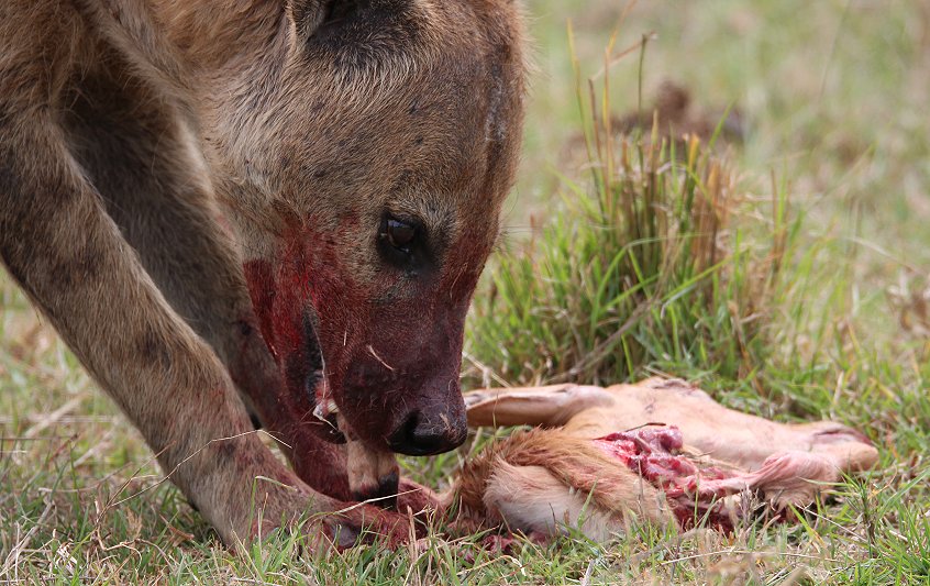 Tüpfelhyänen, Masai Mara