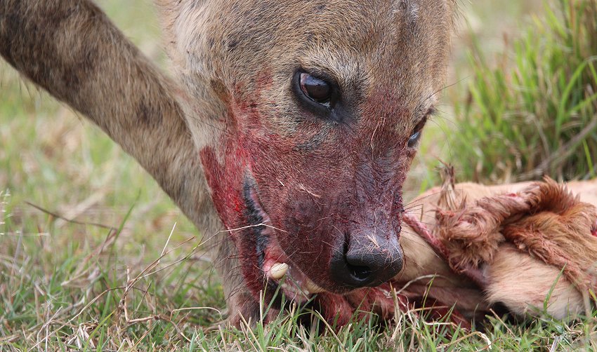 Tüpfelhyänen, Masai Mara