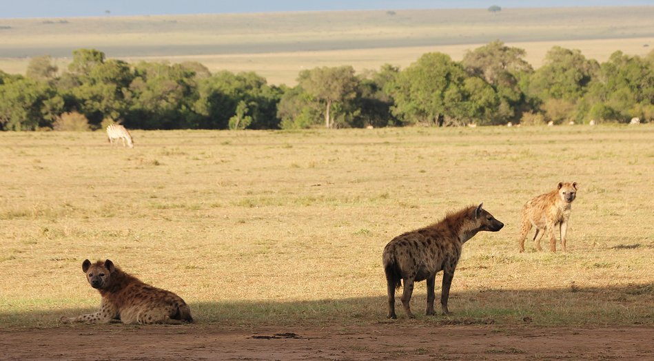 Hyänen Clan, Masai Mara