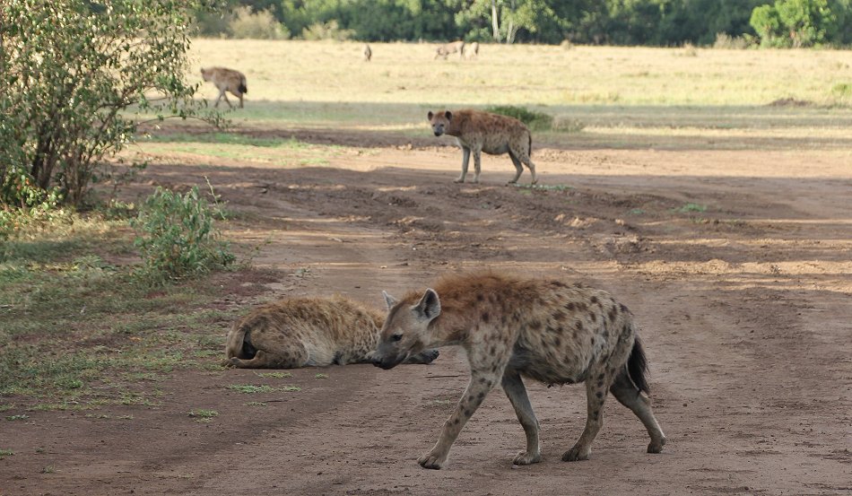 Hyänen Clan, Masai Mara