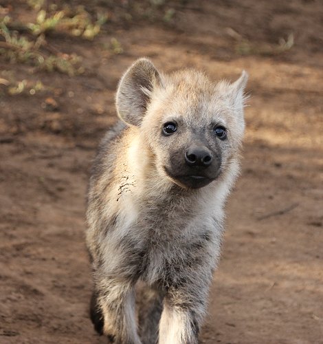 Hyänen Clan, Masai Mara