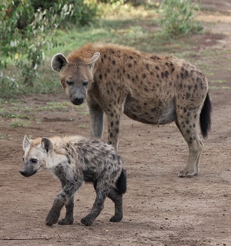 Hyänen Clan, Masai Mara
