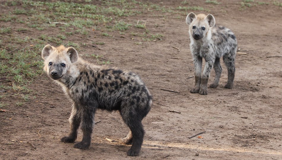 Hyänen Clan, Masai Mara
