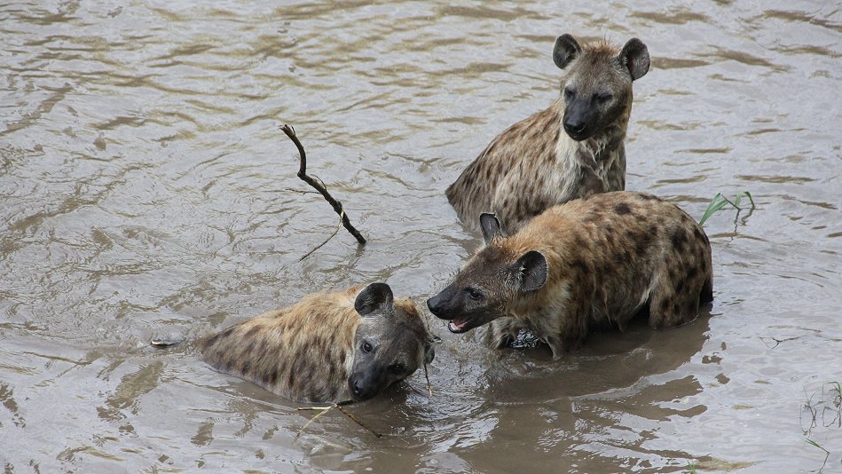 Hyänen Clan, Masai Mara