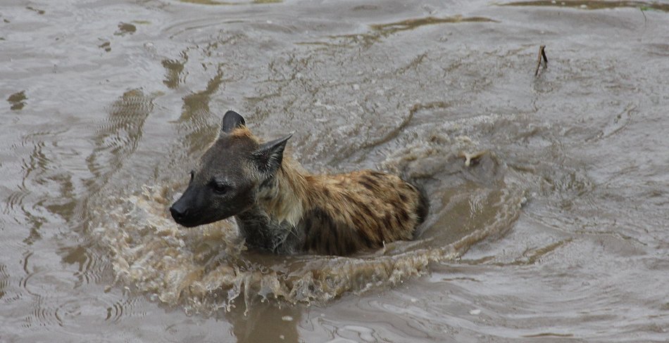 Hyänen Clan, Masai Mara