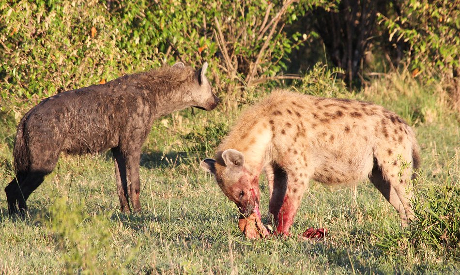 Tüpfehyänen, Masai Mara