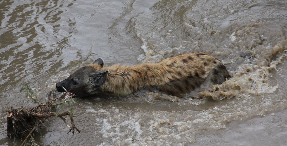 Hyänen Clan, Masai Mara