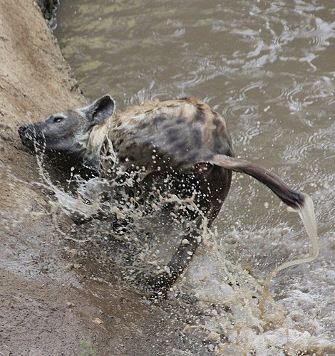Hyänen Clan, Masai Mara