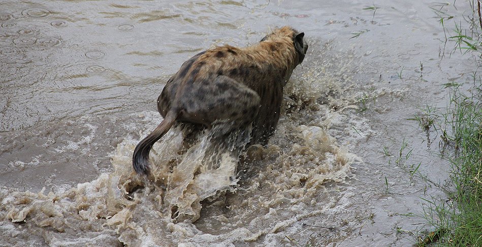 Hyänen Clan, Masai Mara