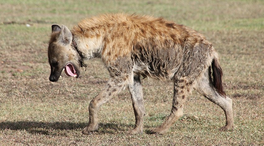 Hyänen Clan, Masai Mara