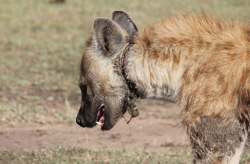 Hyänen Clan, Masai Mara