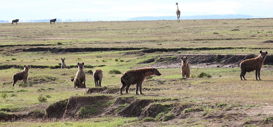 Hyänen Clan, Masai Mara