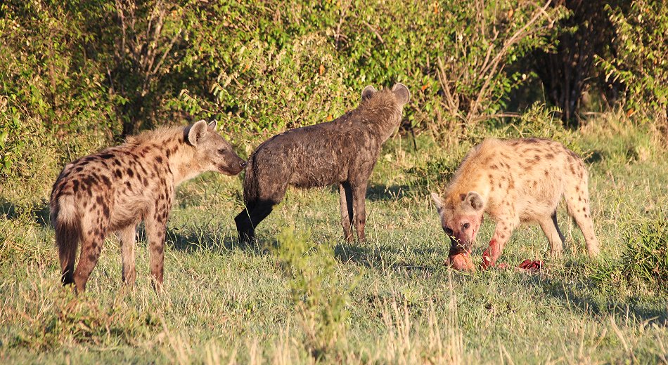 Tüpfehyänen, Masai Mara