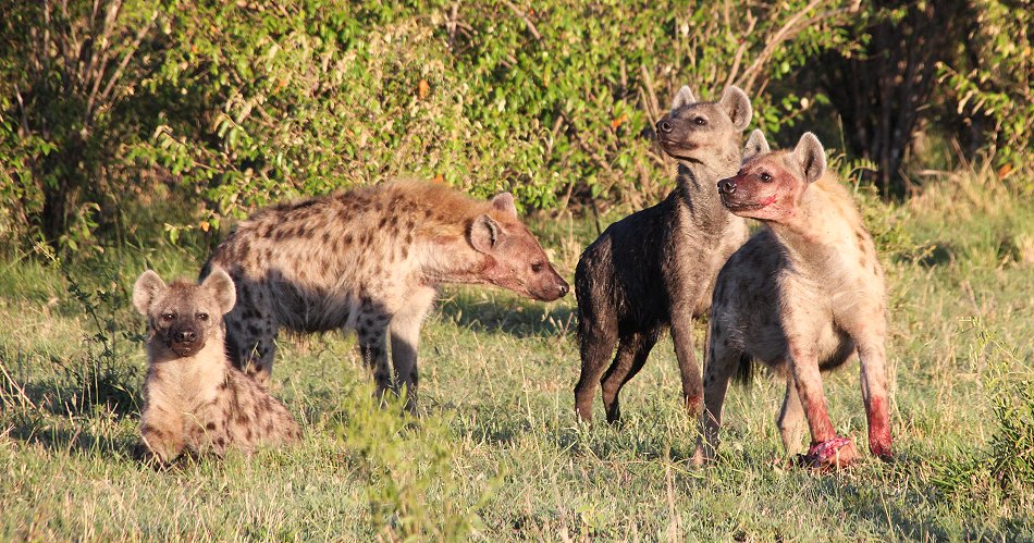 Tüpfehyänen, Masai Mara