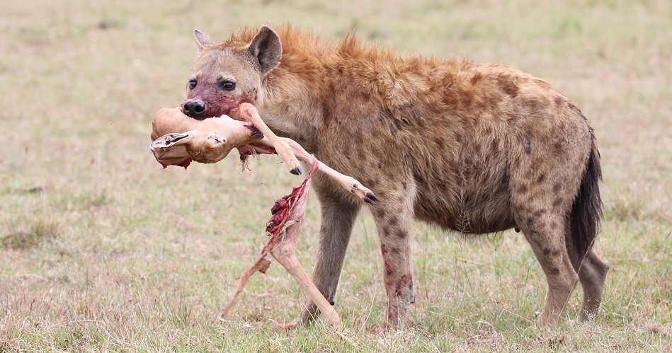 Tüpfelhyänen, Masai Mara