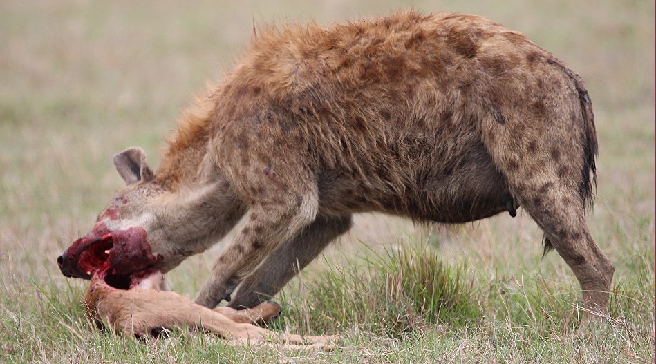 Tüpfelhyänen, Masai Mara