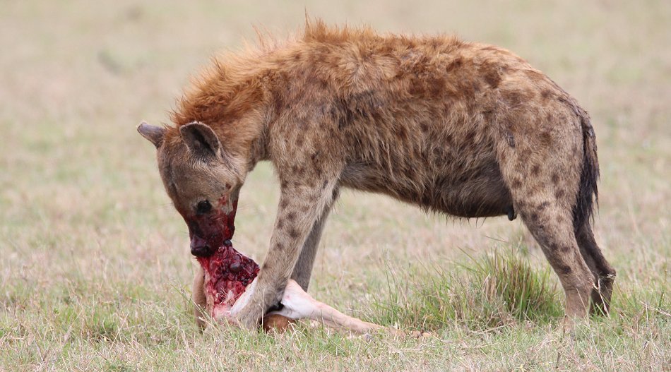 Tüpfelhyänen, Masai Mara