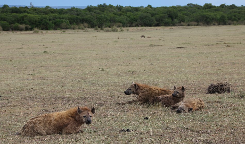 Tüpfelhyänen mit Gnu Kill