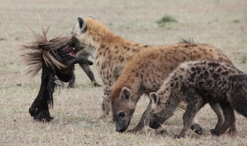 Tüpfelhyänen mit Gnu Kill