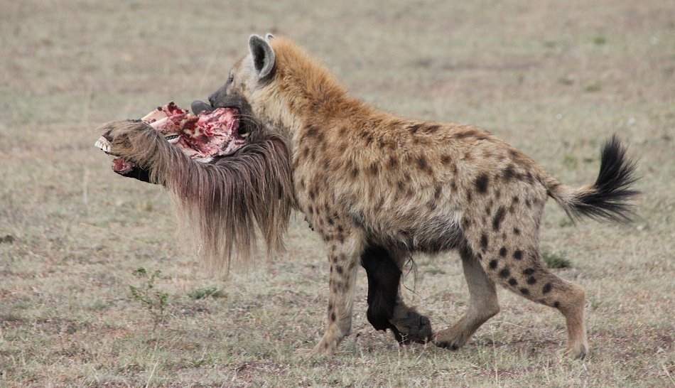 Tüpfelhyänen mit Gnu Kill
