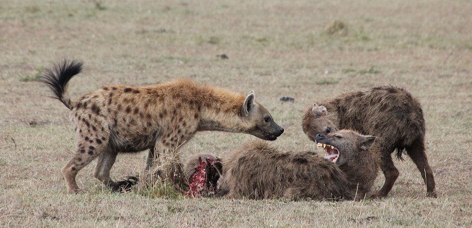 Tüpfelhyänen mit Gnu Kill