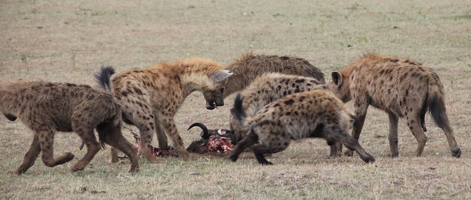 Tüpfelhyänen mit Gnu Kill