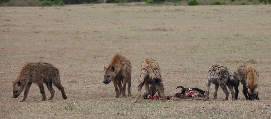 Tüpfelhyänen mit Gnu Kill