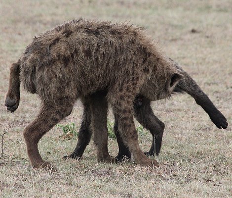 Tüpfelhyänen mit Gnu Kill