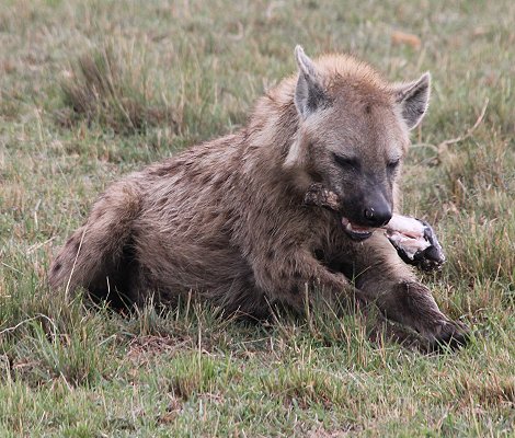 Tüpfelhyänen mit Gnu Kill