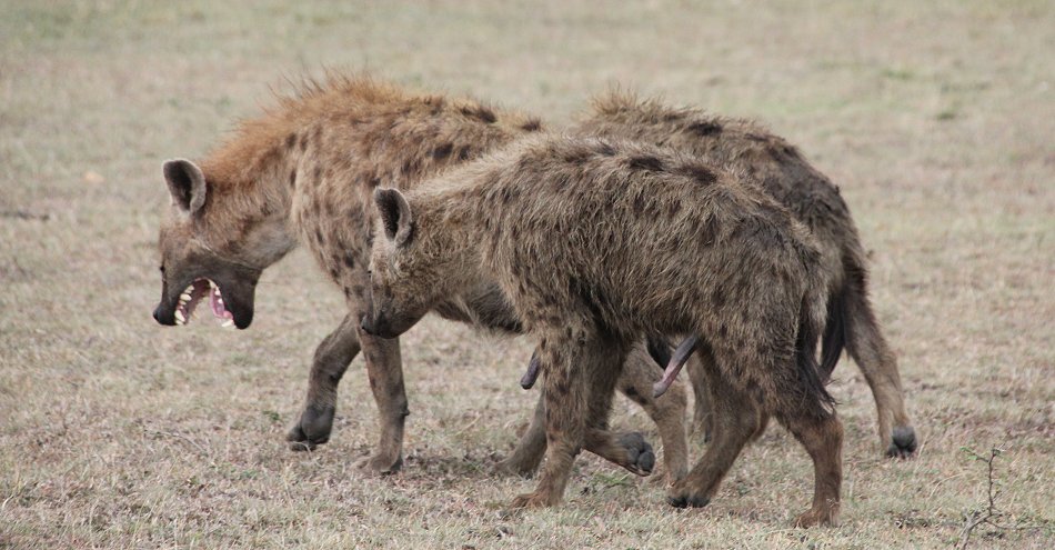 Tüpfelhyänen mit Gnu Kill