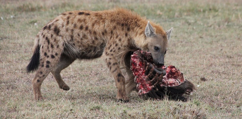 Tüpfelhyänen mit Gnu Kill